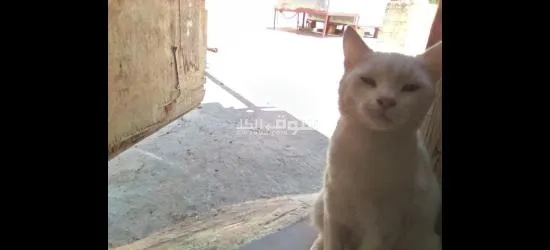 قطة النوع شيرازي حامل بصحة جيدة جدا مناسبة للصغار مدربة عل الريتيبو****