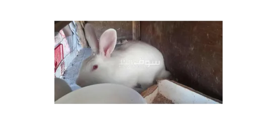 ارانب فرنسي للبيع - 2