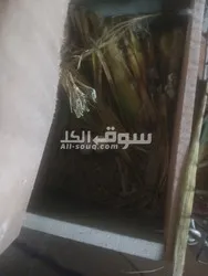 جوز فيشر