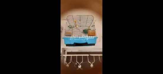 جوز كناري تحتهم بيضه والثلاث ان****رو معي بالفحص