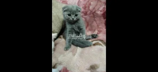 قطط للبيع عمر شهرين - 2