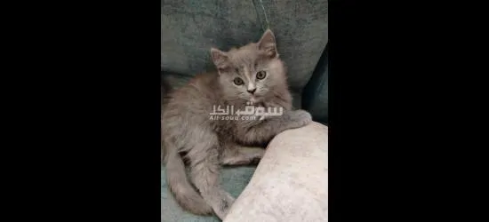 قطط للبيع عمر شهرين - 3