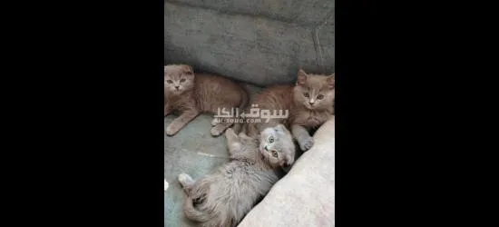 قطط للبيع عمر شهرين - 4