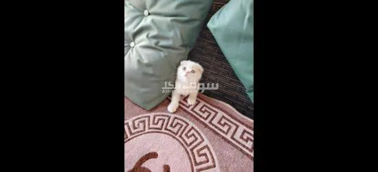قطط للبيع عمر شهرين - 5