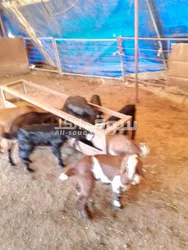 جديان للبيع