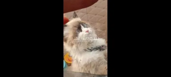 قط راغدول ذكر للبيع - 2