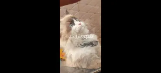 قط راغدول ذكر للبيع - 3