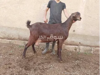 بسم الله ماشاء الله