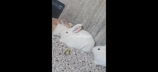 ارانب اناثي وذكور - 1
