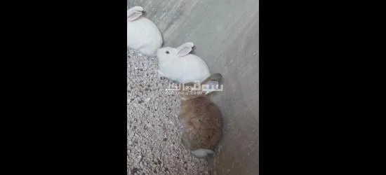 ارانب اناثي وذكور - 2