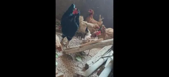 حاج بلدي مع ديك براهمه