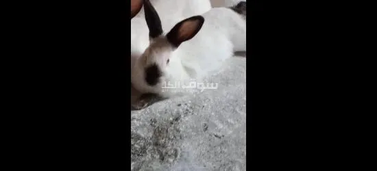 ارانب بندوق كالفورني