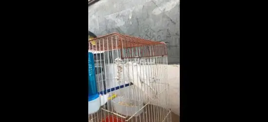 جوز بادجي لكن طفره جينيه وهي ( لبينو)