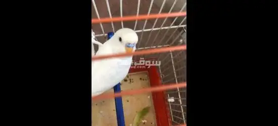 جوز بادجي لكن طفره جينيه وهي ( لبينو) - 2