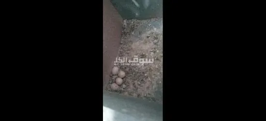 خمس جواز حب مقفصات منهم تحتهم بيض - 2