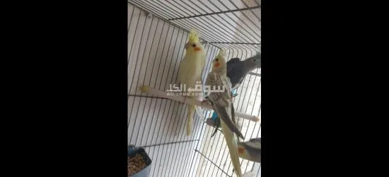 مجموعه طيور كوكتيل للبيع