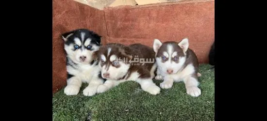 جراو هاسكي جانيت مالموت 0788727947