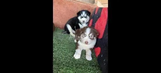 جراو هاسكي جانيت مالموت 0788727947 - 2