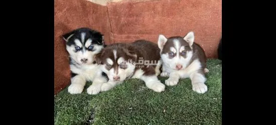 جراو هاسكي جانيت مالموت 0788727947 - 3