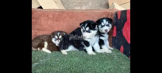 جراو هاسكي جانيت مالموت 0788727947 - 4