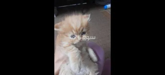 قطط سكوتش فولد